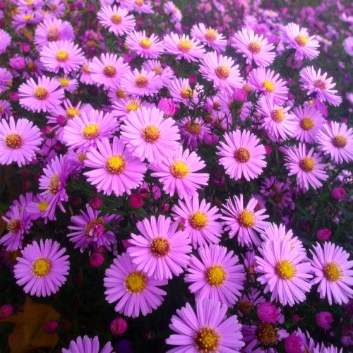 aster-aster-ezo-murasaki-zielonapara-sadzonka-duza-zdrowa-fioletowe-kwiaty-2.jpg