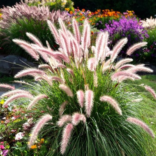 rozplenica-japonska-pennisetum-alopecuroides-zielonapara-sadzonka-duza-zdrowa-jasne-kwiatostany.jpg