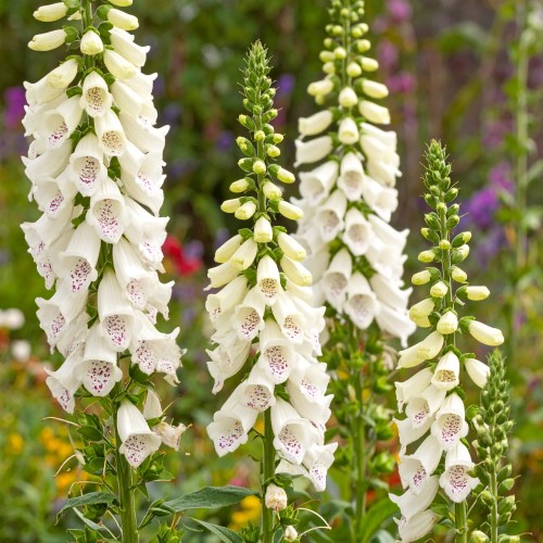 naparstnica-digitalis-purpurea-zielonapara-sadzonka-duza-zdrowa-biale-dzwonki.jpg