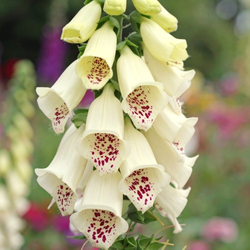 naparstnica-digitalis-purpurea-zielonapara-sadzonka-duza-zdrowa-biale-dzwonki.jpg