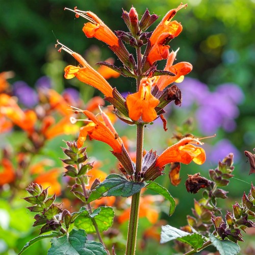 klosowiec-kudos-mandarin-agastache-zdrowa-sadzonka-pomaranczowe-kwiaty-zielona-para.jpg