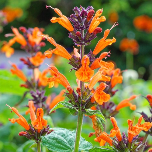 klosowiec-kudos-mandarin-agastache-zdrowa-sadzonka-pomaranczowe-kwiaty-zielona-para.jpg