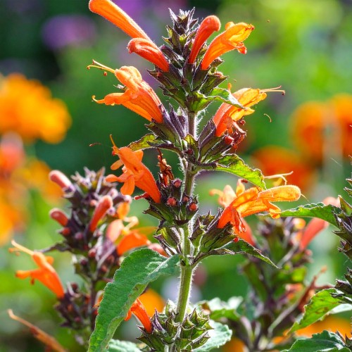 klosowiec-kudos-mandarin-agastache-zdrowa-sadzonka-pomaranczowe-kwiaty-zielona-para.jpg