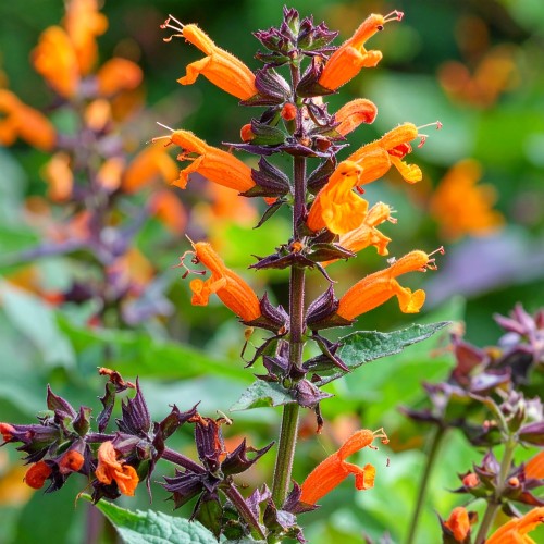 klosowiec-kudos-mandarin-agastache-zdrowa-sadzonka-pomaranczowe-kwiaty-zielona-para.jpg