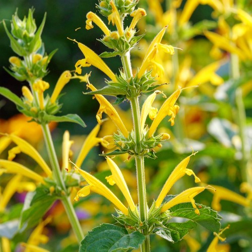 klosowiec-agastache-hybrida-morello-yellow-zielonapara-sadzonka-duza-zdrowa-zolte-kwiaty.jpg