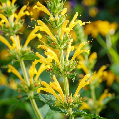 klosowiec-agastache-hybrida-morello-yellow-zielonapara-sadzonka-duza-zdrowa-zolte-kwiaty.jpg