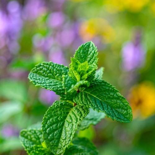 mieta-pieprzowa-mentha-piperita-lekarska-zielonapara-sadzonka-duza-zdrowa-aromatyczne-liscie-ziolo