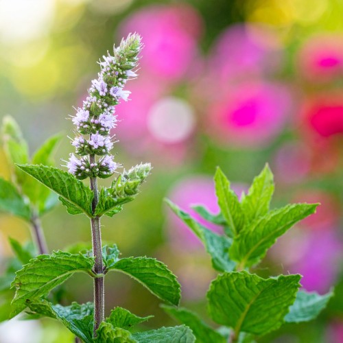 mieta-pieprzowa-mentha-piperita-lekarska-zielonapara-sadzonka-duza-zdrowa-aromatyczne-liscie-ziolo