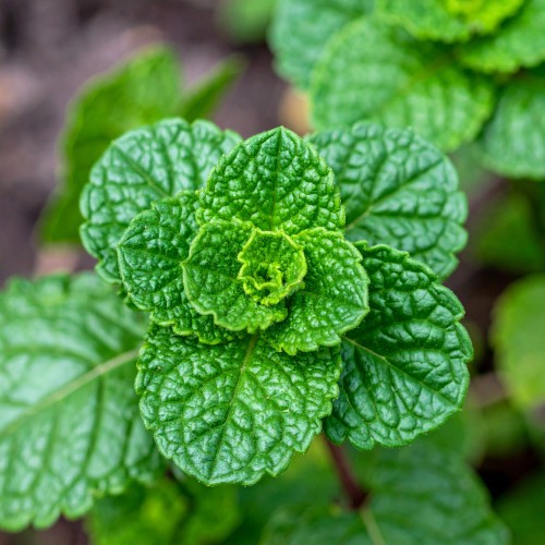mieta-okraglolistna-eau-de-cologne-mentha-suaveolens-zdrowa-duza-sadzonka-zielona-para.jpg