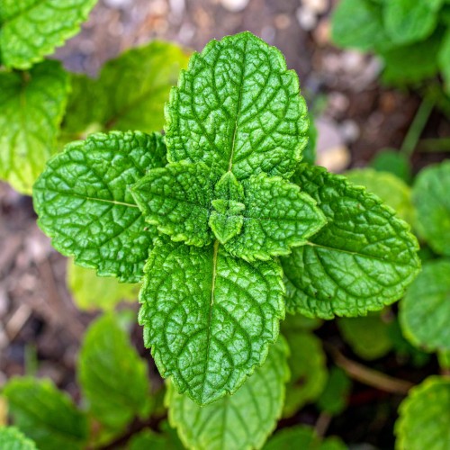 mieta-okraglolistna-eau-de-cologne-mentha-suaveolens-zdrowa-duza-sadzonka-zielona-para.jpg