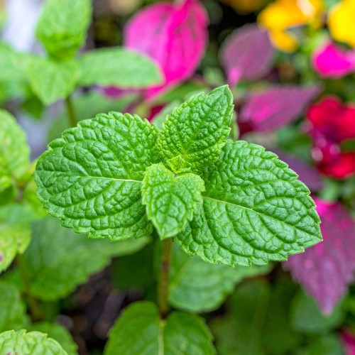 mieta-okraglolistna-eau-de-cologne-mentha-suaveolens-zdrowa-duza-sadzonka-zielona-para.jpg