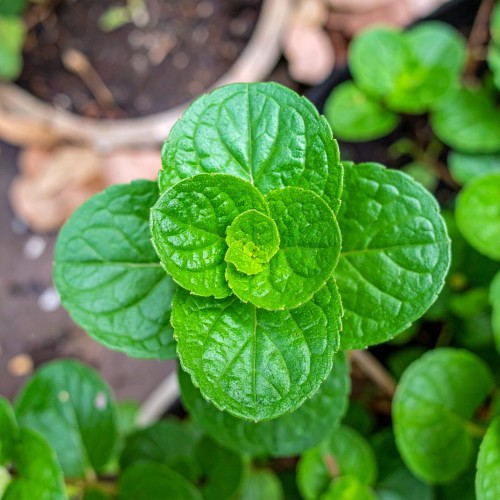 mieta-okraglolistna-eau-de-cologne-mentha-suaveolens-zdrowa-duza-sadzonka-zielona-para.jpg
