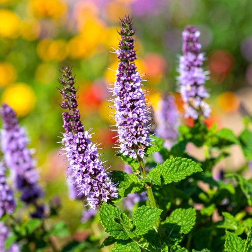 mieta-marokanska-mentha-spicata-var-crispa-zielonapara-sadzonka-duza-zdrowa-aromatyczne-liscie