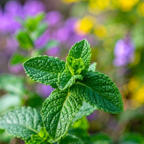mieta-marokanska-mentha-spicata-var-crispa-zielonapara-sadzonka-duza-zdrowa-aromatyczne-liscie
