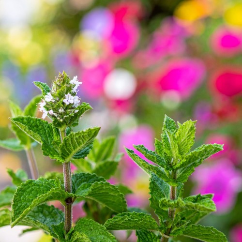 mieta-marokanska-mentha-spicata-var-crispa-zielonapara-sadzonka-duza-zdrowa-aromatyczne-liscie