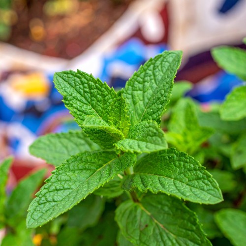 mieta-marokanska-mentha-spicata-var-crispa-zielonapara-sadzonka-duza-zdrowa-aromatyczne-liscie