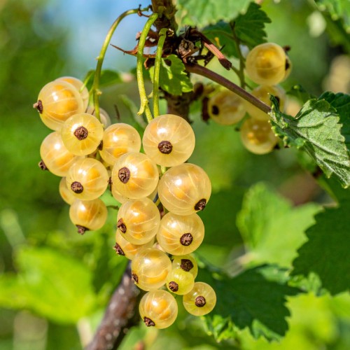 porzeczka-biala-blanka-sadzonka-zielona-para-owoce