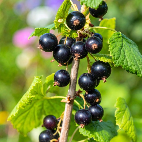 porzeczka-ribes-rubrum-zielonapara-sadzonka-duza-zdrowa-jadalne-owoc.jpg