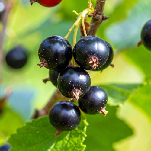 porzeczka-ribes-rubrum-zielonapara-sadzonka-duza-zdrowa-jadalne-owoc.jpg