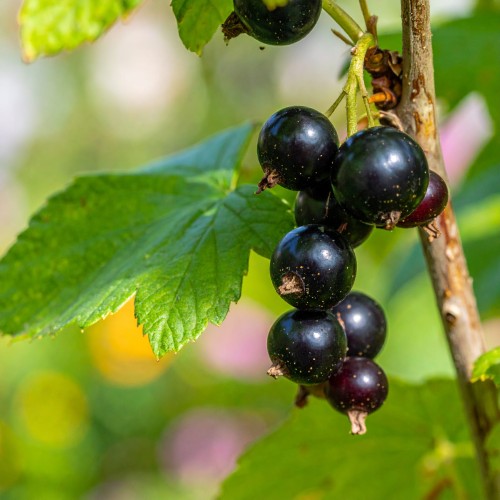 porzeczka-ribes-rubrum-zielonapara-sadzonka-duza-zdrowa-jadalne-owoc.jpg