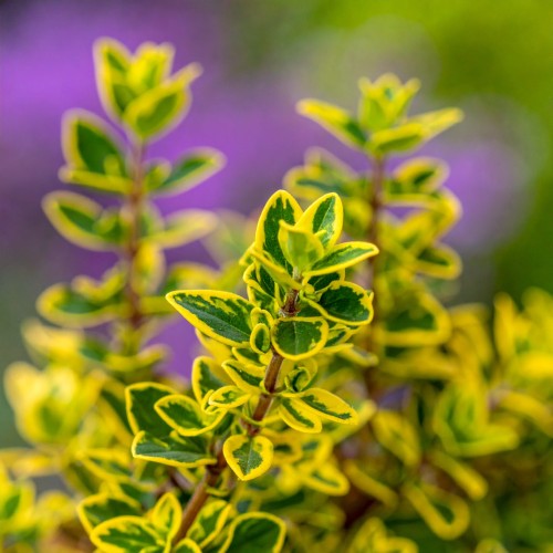 macierzanka-thymus-serpyllum-aureus-zielonapara-sadzonka-duza-zdrowa-zlociste-liscie.jpg