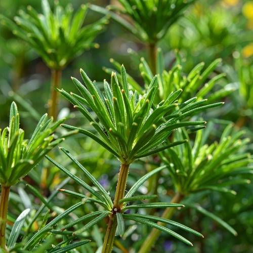 sosnica-japonska-sciadopitys-verticillata-p9-zielonapara-sadzonka-duza-zdrowa-iglaki