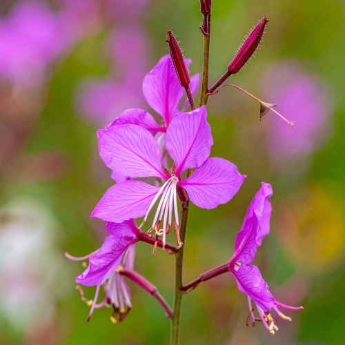 Gaura Siskiyou Pink