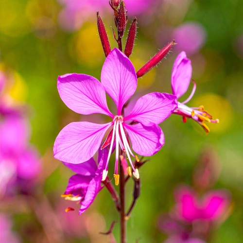 gaura-gaura-lindheimeri-zielonapara-sadzonka-duza-zdrowa-biale-rozowe-kwiaty.jpg
