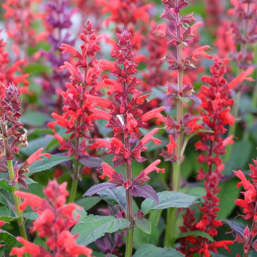 klosowiec-agastache-kudos-coral-zielonapara-sadzonka-duza-zdrowa-lososiowo-pomaranczowe-kwiaty