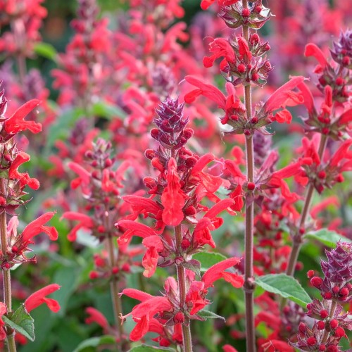 klosowiec-agastache-kudos-coral-zielonapara-sadzonka-duza-zdrowa-lososiowo-pomaranczowe-kwiaty