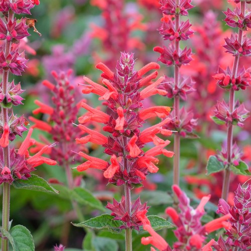 klosowiec-agastache-kudos-coral-zielonapara-sadzonka-duza-zdrowa-lososiowo-pomaranczowe-kwiaty