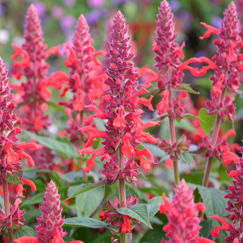 klosowiec-agastache-kudos-coral-zielonapara-sadzonka-duza-zdrowa-lososiowo-pomaranczowe-kwiaty