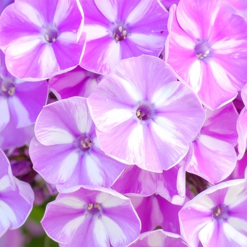 floks-wiechowaty-phlox-paniculata-zielonapara-sadzonka-duza-zdrowa-rozowe-kwiat.jpg