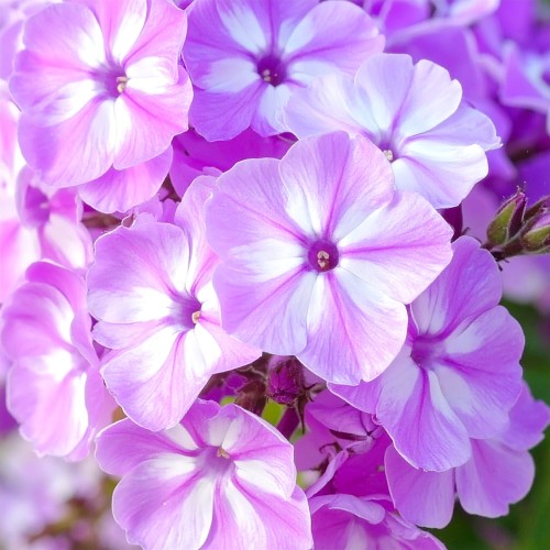floks-wiechowaty-phlox-paniculata-zielonapara-sadzonka-duza-zdrowa-rozowe-kwiat.jpg