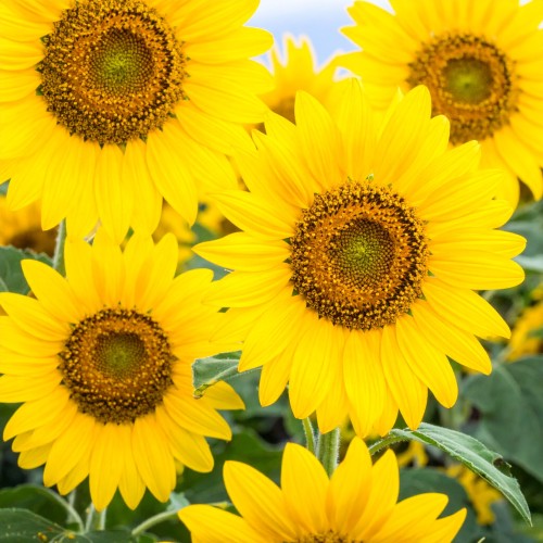 sloneczniczek-heliopsis-helianthoides-pure-gold-zielonapara-sadzonka-duza-zdrowa-zolte-kwiaty.jpg