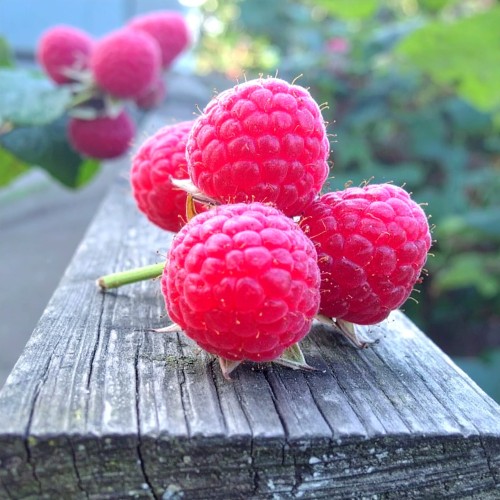 malinotruskawka-rubus-illecebrosus-zielonapara-sadzonka-duza-zdrowa-jadalne-owoce.jpg