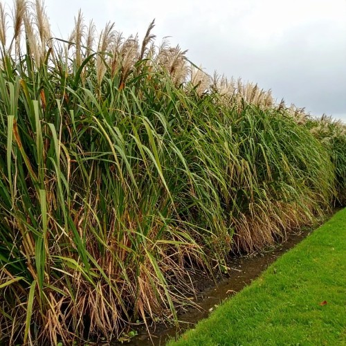 miskant-olbrzymi-miscanthus-giganteus-zielonapara-sadzonka-duza-zdrowa-wysoki-ozdobne-kwiatostany-2.jpg