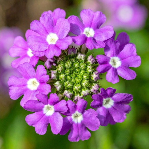 werbena-verbena-hybrida-santos-zielonapara-sadzonka-duza-zdrowa-kolorowe-kwiat.jpg