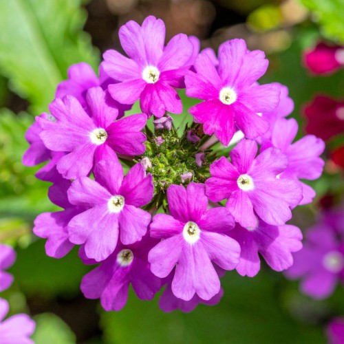 werbena-verbena-hybrida-santos-zielonapara-sadzonka-duza-zdrowa-kolorowe-kwiat.jpg