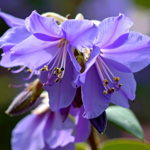 Wielosił jezoński Bressingham Purple