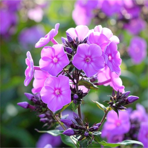 floks-wiechowaty-phlox-paniculata-zielonapara-sadzonka-duza-zdrowa-rozowe-kwiat.jpg
