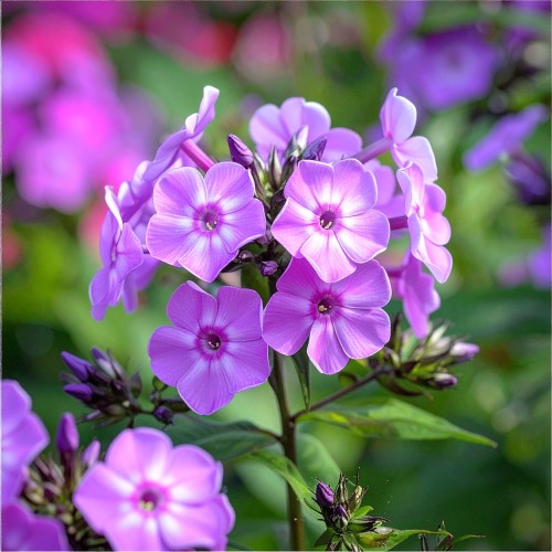 floks-wiechowaty-phlox-paniculata-zielonapara-sadzonka-duza-zdrowa-rozowe-kwiat.jpg