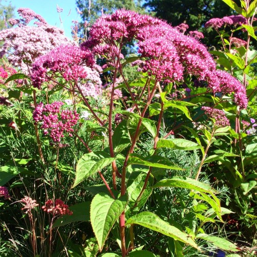 sadziec-eutrochium-purpureum-zielonapara-sadzonka-duza-zdrowa-rozowe.jpg