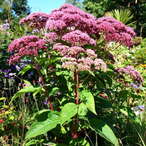 sadziec-eutrochium-purpureum-zielonapara-sadzonka-duza-zdrowa-rozowe.jpg