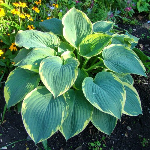 funkia-hosta-shadowland-wu-la-la-pbr-zielonapara-sadzonka-duza-zdrowa-duze-zielono-fioletowe-liscie