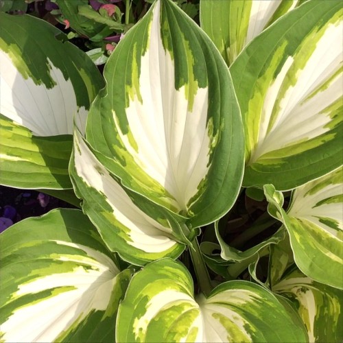 Funkia Hosta Raspberry Sundae