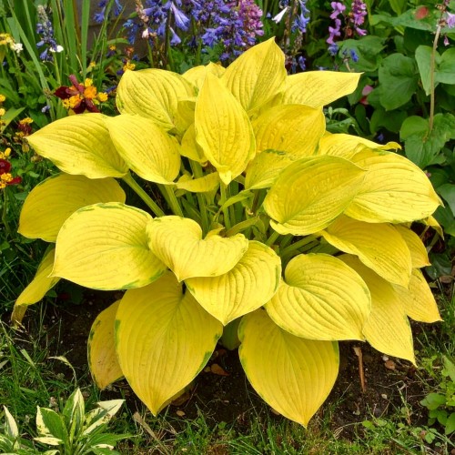 hosta-funkia-cost-to-cost-zdrowa-sadzonka-zolte-liscie-zielona-para.jpg