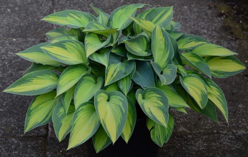 funkia-hosta-zdrowa-sadzonka-pokectful-of-sunshine-pbr-zielona-para.jpg