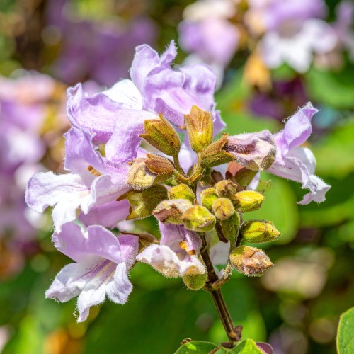 paulownia-cesarska-paulownia-tomentosa-zielonapara-sadzonka-duza-zdrowa-fioletowe-kwiaty.jpg