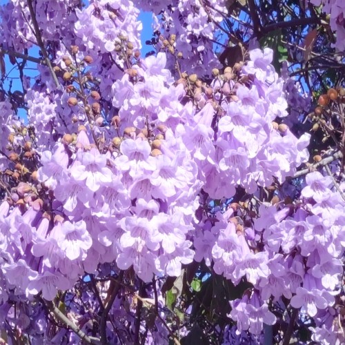 Paulownia omszona 